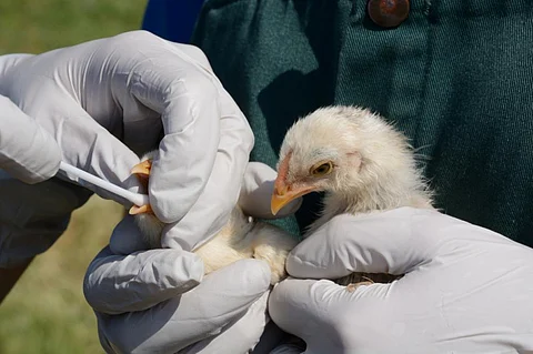 H5N1 is a clear indication that disease monitoring and response efforts are an essential part of any climate change adaptation and mitigation strategy.