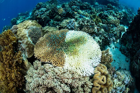 Coral bleaching occurs when corals expel algae from their tissues into the water in response to extreme heat stress.