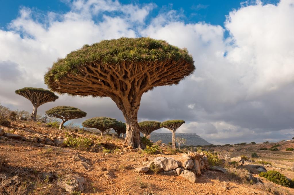 Dragon trees at Dixam plateau, Socotra Island, Yemen.