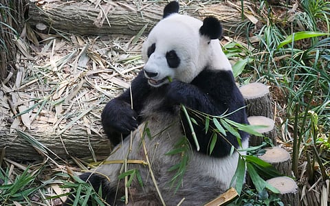 A Giant Panda eating bamboo shoots and leaves.