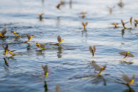 How DNA analysis of our rivers and lakes can reveal new secrets about their biodiversity