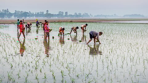 Green Revolution policy initiatives secured India’s food security over the last five decades but caused major ecological disasters, depleting groundwater in grey zones in Punjab and Haryana.