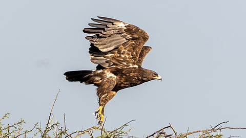 A greater spotted eagle