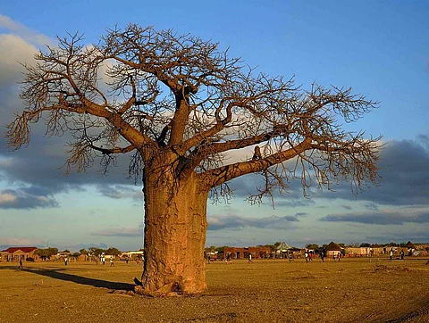 There are eight species of baobab in the world