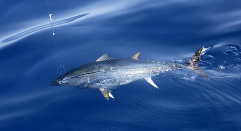 An Atlantic Bluefin Tuna in the Mediterranean Sea.