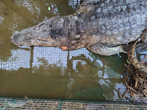 A rescued mugger crocodile, showing burn marks on its skull.
