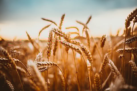 Scientists have estimated that for every 1 degree Celsius increase in temperature wheat production reduces by 4-5 million tonnes