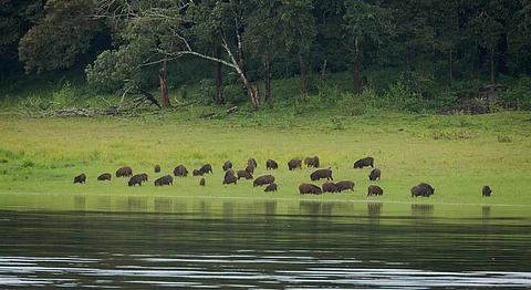 A sounder of wild boar in the Periyar Tiger Reserve, Kerala. Wild boar attacks accounted for the second-highest number of human-wildlife conflict incidents in the state between 2017 and 2021 and the deaths of 78 people.