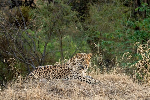 A male Indian leopard in the forests of Jhalana near Jaipur, Rajasthan