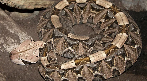 A Gaboon Viper