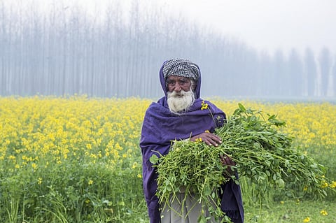 Farmer have incurred losses in mustard cultivation for the second consecutive year