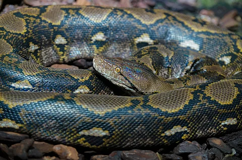 A reticulated python