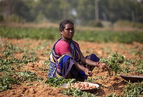 A woman engaged in potato cultivation in a field in Jharkhand