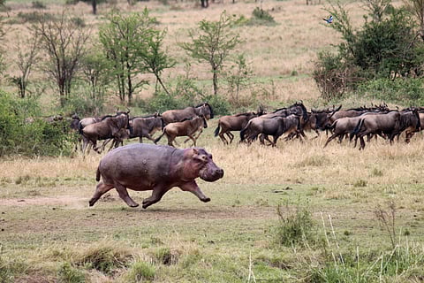 In a recent study, we showed that hippos trot – but at fast speeds they can become airborne with all four feet off the ground at once