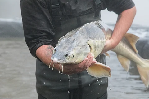 A fisherman with a sturgeon