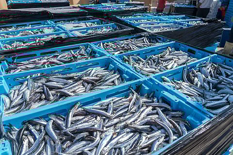 Containers with fresh sardines waiting to be loaded in trucks in the port of Sali on Dugi otok island in Croatia.