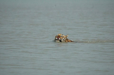 A tiger swimming in the Sundarbans