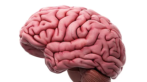 Medically accurate illustration of the brain