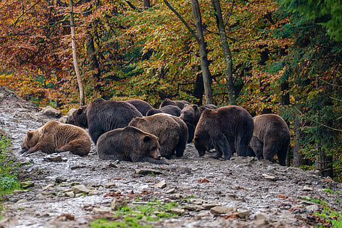 A group of brown bears in the Carpathian Mountains during dawn on an autumn day