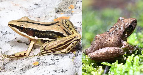 On the left, Sri Lankan golden-backed frog (Hylarana gracilis) and Sri Lankan shrub frog (Pseudophilautus regius) on the right.