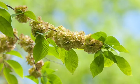 Fruits of the elm tree