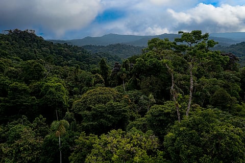 We’ve discovered the world’s trees absorb methane — so forests are even more important in the climate fight than we thought