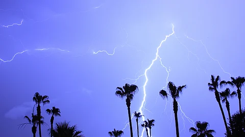 Odisha resorts to palm tree planting to combat lightning deaths this year