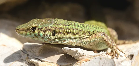 Ibiza wall lizard