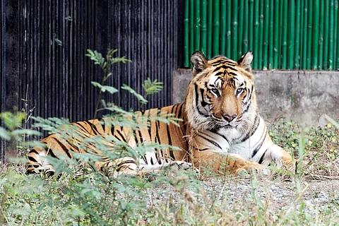 The Centre has more than doubled the National Tiger Conservation Authority’s budget to Rs 35 crore, up from Rs 15.8 crore in 2023-24