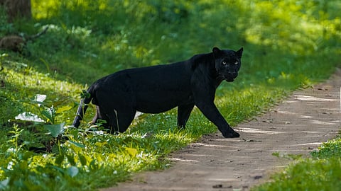 A melanistic leopard.