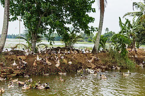 Ducks and other birds in Alappuzha, Kerala