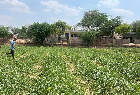 When compared with other agrarian states like Punjab and Haryana, Rajasthan has a lower water table. Photo provided by Vaani Khanna