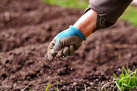 Battle against Kenyan law banning exchange of indigenous seeds among farmers gains momentum