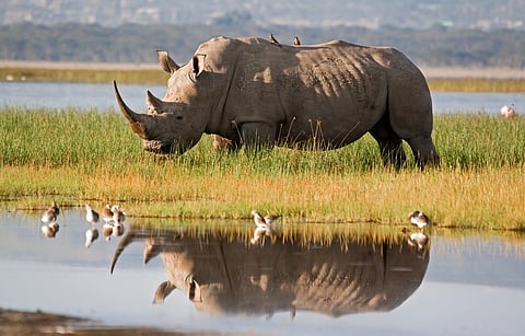 In spite of the ban on international trade, and the legal requirement for secure storage, rhino horn has been diverted from South African stockpiles into the illegal global wildlife trade. Photo: iStock