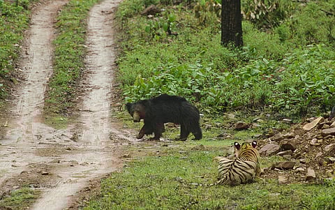 A tiger and sloth bear at Tadoba Andhari Tiger Reserve, Maharashtra
