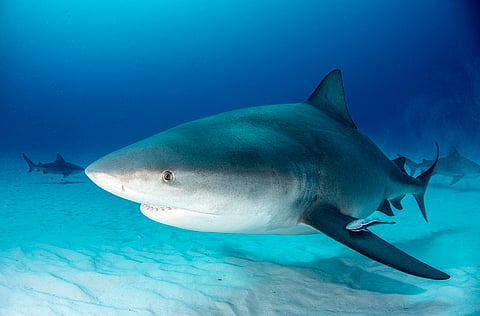 Baby bull sharks are thriving in Texas and Alabama bays as the Gulf of Mexico warms
