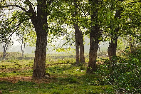 CITES defines guidelines on trade of rosewood species