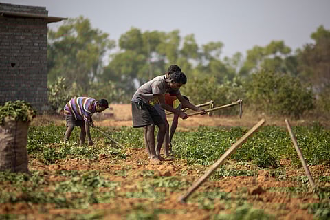 Three men tilling the soil on a farm