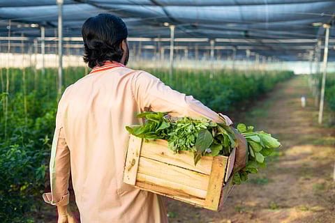 The major reasons for post-harvest losses include insufficient cold chain facilities, poor infrastructure, inadequate storage capacity, and transportation-related losses.