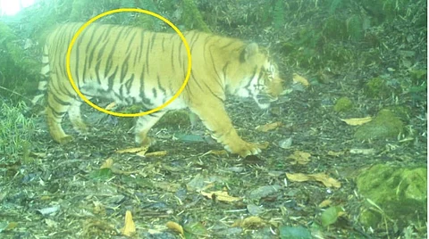 The tiger captured on camera trap in February this year in Pangolakha Wildlife Sanctuary in Sikkim’s Pakyong district