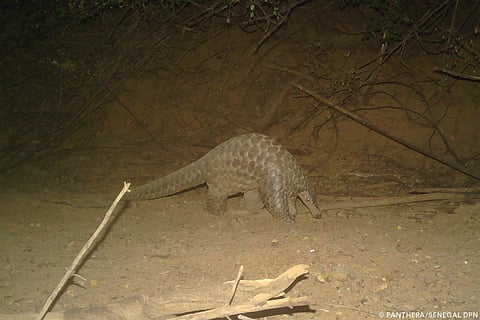 After more than two decades, a giant pangolin (Smutsia gigantea) has been rediscovered and photographed in Niokolo-Koba National Park.