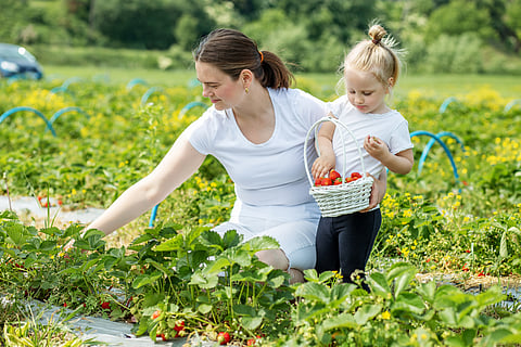 Dedicating spaces for tree cover can also enable the farmers to diversify their incomes by making the farms tourism-friendly.