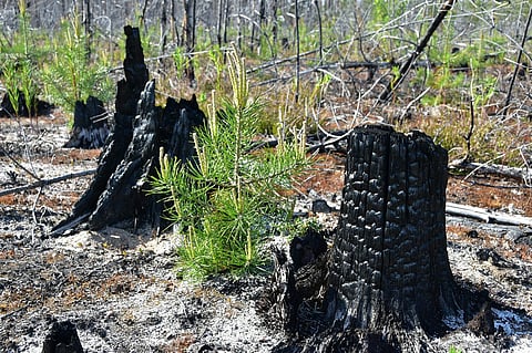 Charred stumps and green saplings in a Swedish forest after a fire.