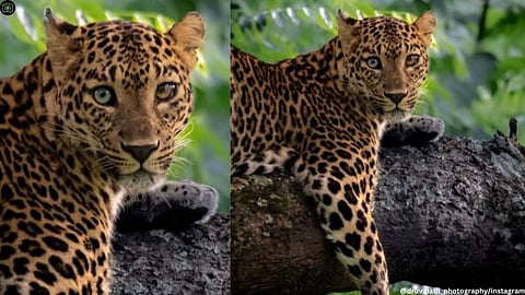 The female heterochromic leopard