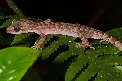 Namdapha bent-toed gecko