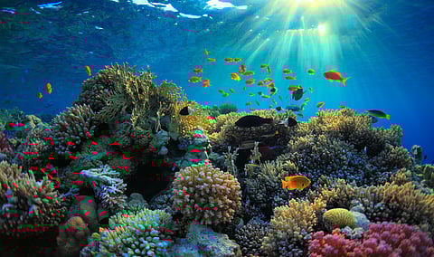 Corals in Great Barrier Reef face existential threat by highest temperatures in 400 years: Study