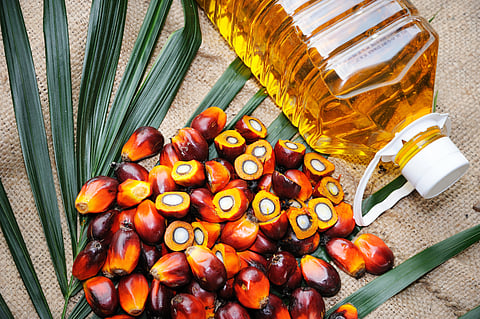 Over the last two decades, oil palm plantations have invariably resulted in setbacks and failures for everyone involved.