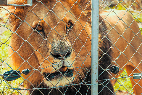 World Lion Day 2024: They may be on their way out, but captive leonine farming facilities in rural South Africa continue to engage in shocking practices, new report reveals
