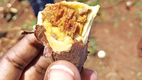 Cassava brown streak disease infects 97 per cent of the cassava crop on the field. Farmers in Africa say that the disease can lead to widespread hunger in the continent