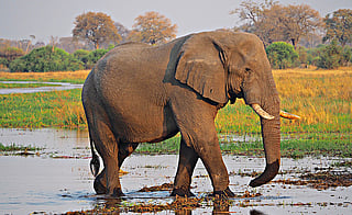 DTE Coverage: World Elephant Day 2024
